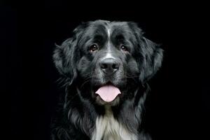 portret van een aanbiddelijk Newfoundland hond foto