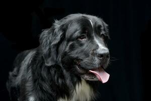 portret van een aanbiddelijk Newfoundland hond foto