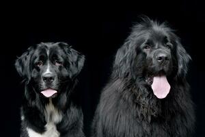 studio schot van twee aanbiddelijk Newfoundland hond foto