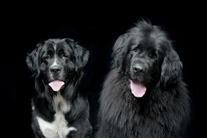 studio schot van twee aanbiddelijk Newfoundland hond foto