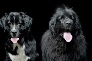 studio schot van twee aanbiddelijk Newfoundland hond foto