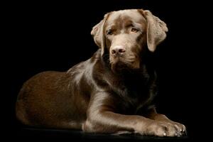 studio schot van een aanbiddelijk labrador retriever foto