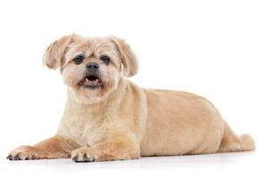 studio schot van een aanbiddelijk chow chow foto