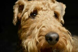 portret van een aanbiddelijk airedale terriër foto