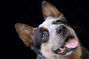 studio schot van een aanbiddelijk Australisch vee hond foto