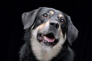 portret van een aanbiddelijk gemengd ras hond foto