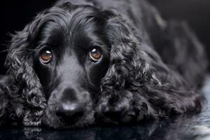 portret van een aanbiddelijk Engels cocker spaniel foto