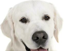 portret van een aanbiddelijk gouden retriever foto