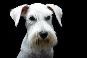 portret van een schattig miniatuur schnauzer foto