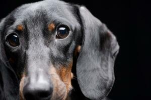 portret van een aanbiddelijk teckel foto