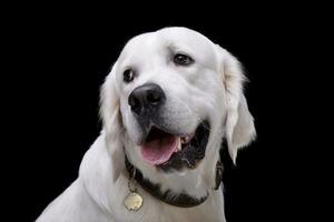 portret van een aanbiddelijk gouden retriever foto