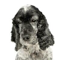 portret van een aanbiddelijk Engels cocker spaniel foto