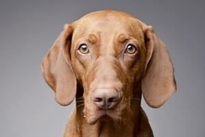 portret van een aanbiddelijk Hongaars vizsla foto