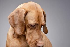 portret van een aanbiddelijk Hongaars vizsla foto