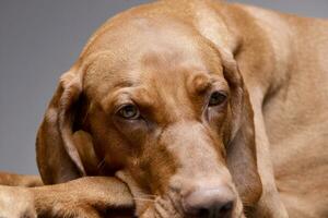 portret van een aanbiddelijk Hongaars vizsla foto