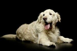 studio schot van een aanbiddelijk gouden retriever foto