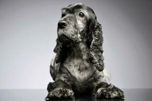 studio schot van een aanbiddelijk Engels cocker spaniel foto