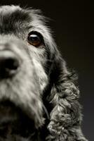 portret van een aanbiddelijk Engels cocker spaniel foto