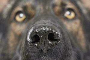 dichtbij portret van een aanbiddelijk Duitse herder hond op zoek omhoog merkwaardig foto