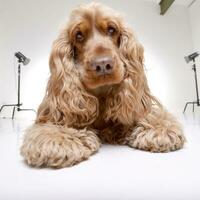 studio schot van een aanbiddelijk Engels cocker spaniel foto