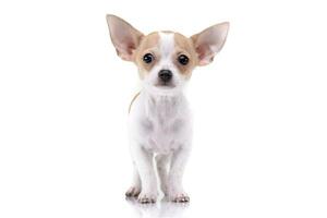 studio schot van een aanbiddelijk chihuahua puppy foto