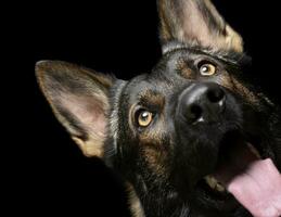 portret van een aanbiddelijk Duitse herder hond op zoek omhoog merkwaardig foto