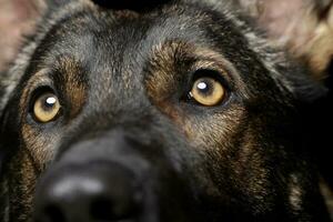 dichtbij portret van een aanbiddelijk Duitse herder hond op zoek merkwaardig foto