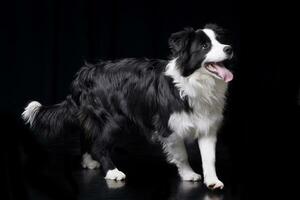 studio schot van een aanbiddelijk grens collie foto