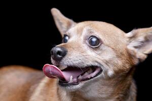 portret van een aanbiddelijk gemengd ras hond foto