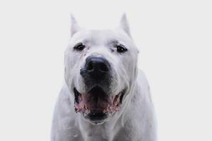 portret van een aanbiddelijk dogo Argentino op zoek tevreden foto