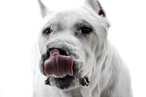 portret van een aanbiddelijk dogo Argentino foto