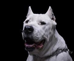 portret van een aanbiddelijk dogo Argentino op zoek merkwaardig Bij de camera foto