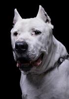 portret van een aanbiddelijk dogo Argentino op zoek merkwaardig Bij de camera foto