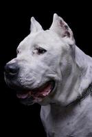 portret van een aanbiddelijk dogo Argentino op zoek merkwaardig foto