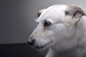 portret van een aanbiddelijk gemengd ras hond foto