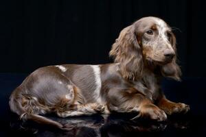 studio schot van een schattig teckel puppy foto