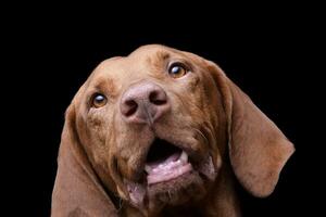 portret van een aanbiddelijk magyar vizsla op zoek merkwaardig Bij de camera foto