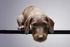 studio schot van een schattig teckel puppy foto