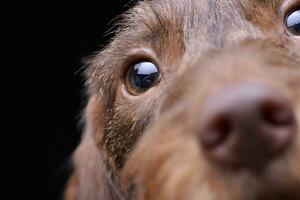 portret van een schattig teckel puppy foto