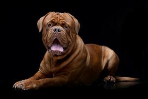 studio schot van een aanbiddelijk hondje de Bordeaux foto