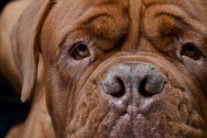 dichtbij portret van een aanbiddelijk hondje de Bordeaux foto