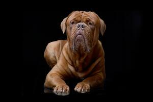 studio schot van een aanbiddelijk hondje de Bordeaux foto