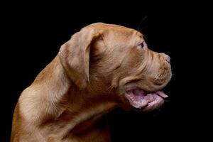 portret van een aanbiddelijk hondje de Bordeaux foto