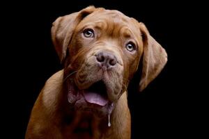 portret van een aanbiddelijk hondje de Bordeaux foto