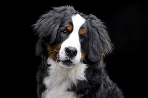 portret van een aanbiddelijk bernese berg hond foto