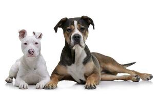 studio schot van twee aanbiddelijk gemengd ras hond foto
