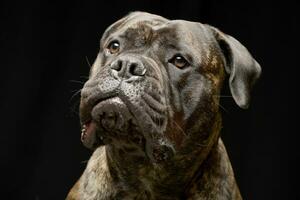 portret van een aanbiddelijk stier mastiff foto