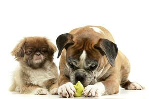 studio schot van een aanbiddelijk pekingese en een bokser foto