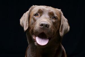 portret van een aanbiddelijk labrador retriever foto