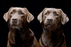 studio schot van twee aanbiddelijk labrador retriever foto